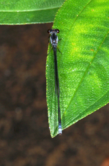 Pseudagrion pruinosum