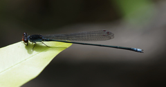 Pseudagrion pruinosum