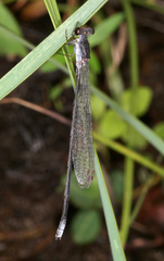 Pseudagrion pruinosum