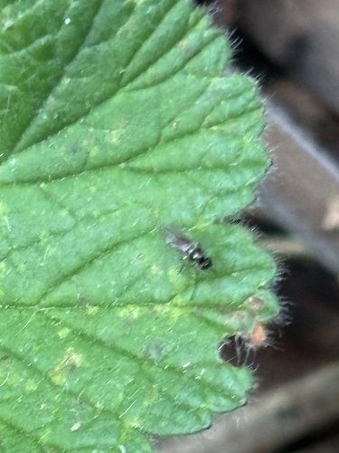 Hydrellia tritici observed 2026-10-24