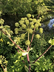 Angelica archangelica