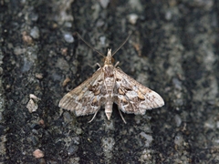 Diasemia