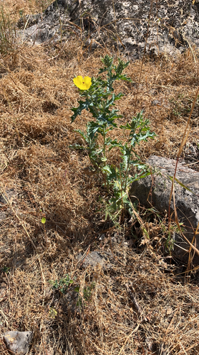 Argemone mexicana observed 2026-10-24