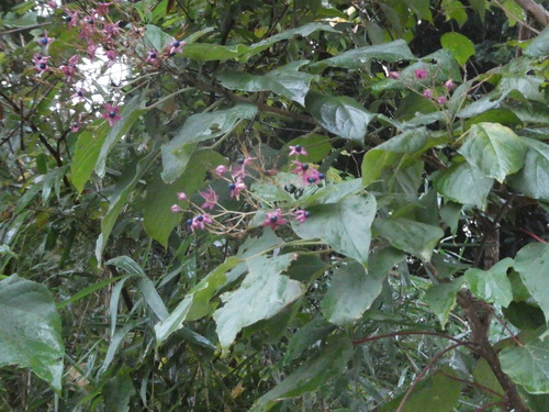 Clerodendrum trichotomum observed 2026-10-24
