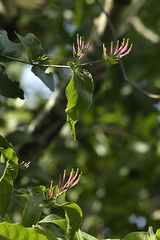 Dendrophthoe falcata