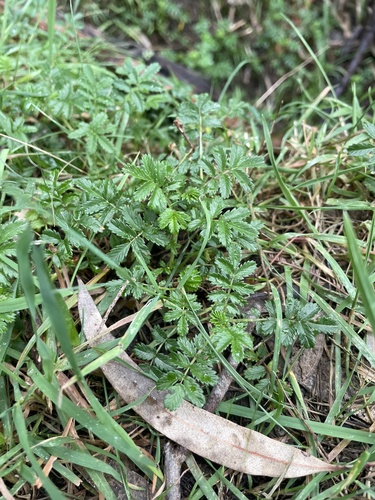 Acaena novae-zelandiae observed 2026-10-24