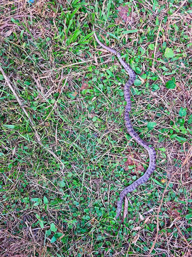 Oligodon cyclurus, 2026-10-24