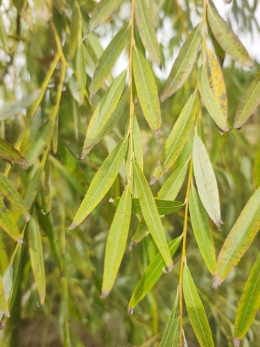Salix babylonica observed 2026-10-24
