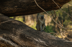 Chlorocebus pygerythrus