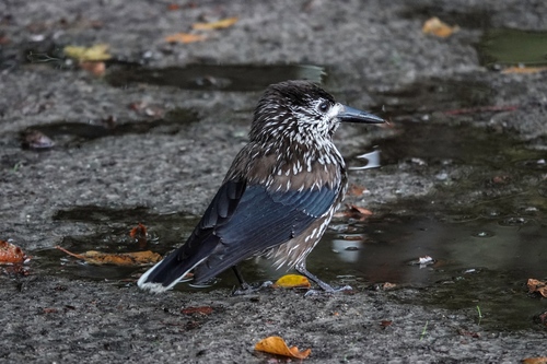 Northern Nutcracker, Norg, Nederland, photo 5 of 10
