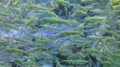 Ayu Sweetfish photo 3