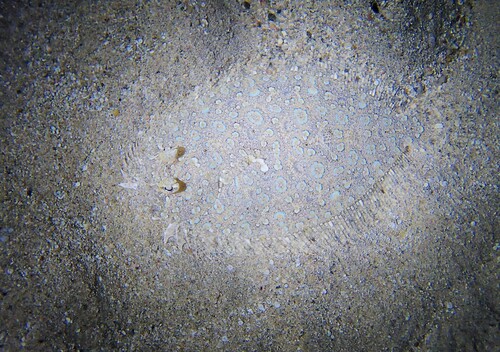 Bothus pantherinus observed 2026-10-23