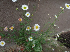 Erigeron annuus