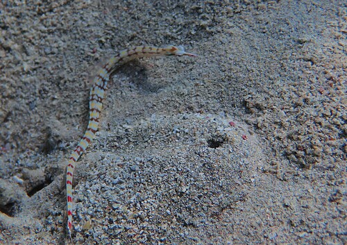 Corythoichthys flavofasciatus observed 2026-10-23
