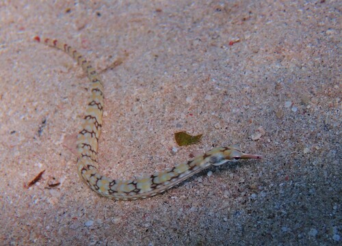 Corythoichthys flavofasciatus observed 2026-10-23