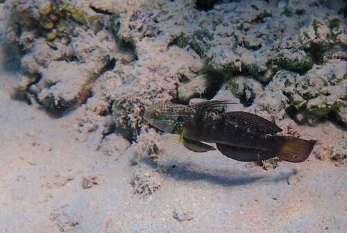 Amblygobius albimaculatus observed 2026-10-23