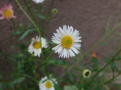 Erigeron annuus