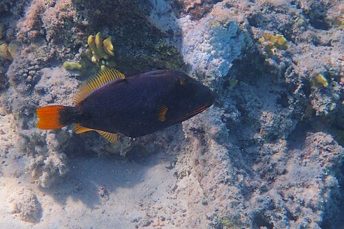 Balistapus undulatus observed 2026-10-23