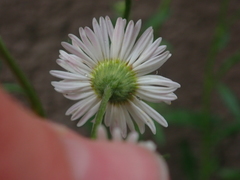 Erigeron annuus