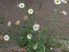 Erigeron annuus