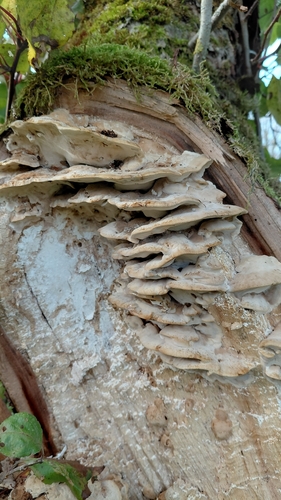 Oxyporus populinus, 2026-10-24