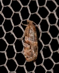 Lobesia physophora