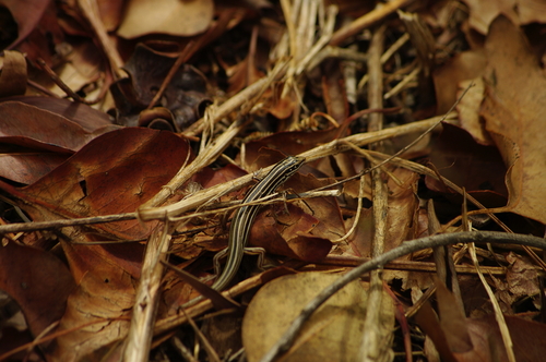Ctenotus taeniolatus, 2026-10-23