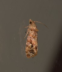 Lobesia xylistis