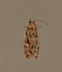 Lobesia xylistis