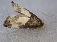 Notocelia cynosbatella