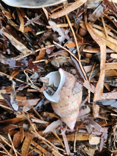 Phasianella australis observed 2026-10-24