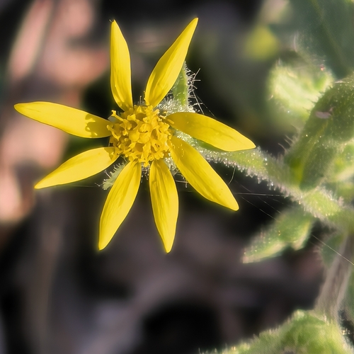 Senecio viscosus observed 2026-10-24
