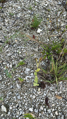 catchfly prairie gentian