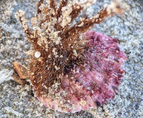 Spondylus observed 2026-10-21
