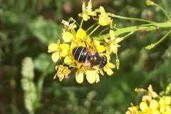 Eristalis obscura