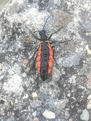 Pseudomeloe collegialis