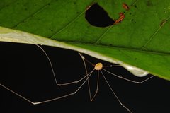 Pseudogagrella splendens
