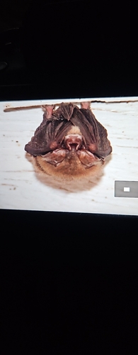 Townsend's Big-eared Bat