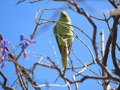 Psittacula krameri