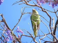 Psittacula krameri