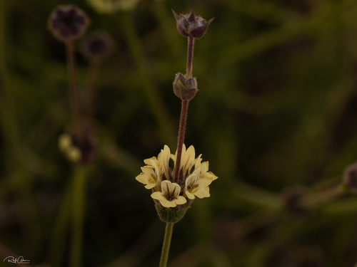 Sideritis libanotica, 2026-07-22