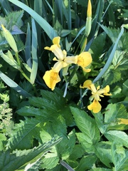 Iris pseudacorus
