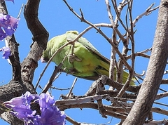 Psittacula krameri
