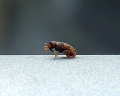 Orchestes steppensis