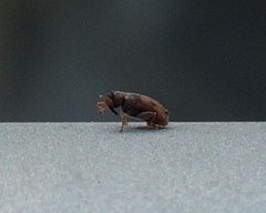 Orchestes steppensis