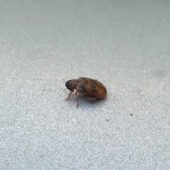 Orchestes steppensis