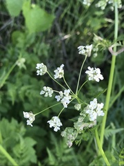 Anthriscus sylvestris
