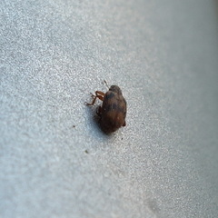 Orchestes steppensis