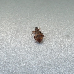 Orchestes steppensis