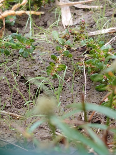 Rotala indica observed 2026-10-24